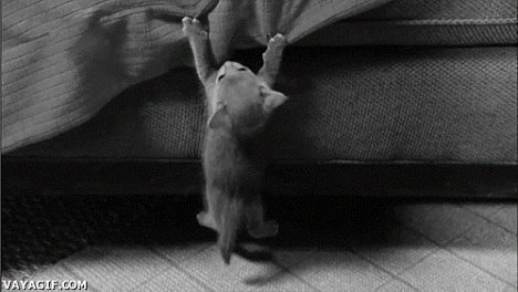 hanging cat