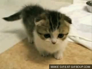 cute-kitty-cat-o.gif