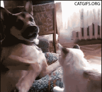 cat attacking dog