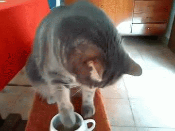 cat-and-coffee-o