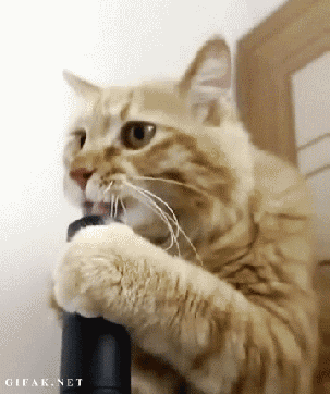 cat cleaning.gif