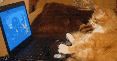 cat-computer.gif