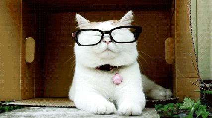 cat smart.gif