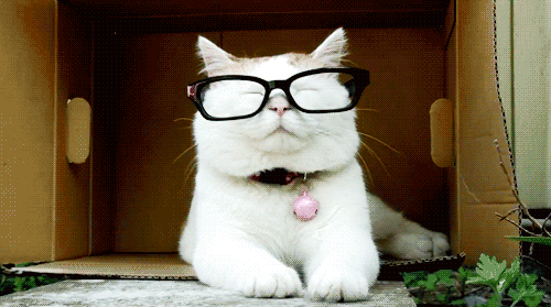 cat smart