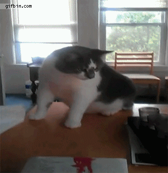 cat startled by book.gif