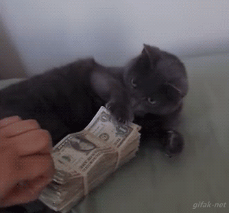 rich-cat