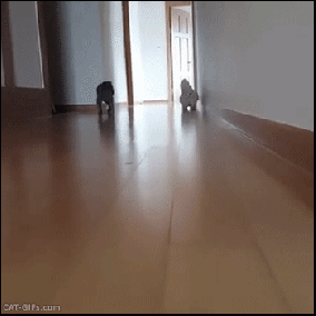 sliding-cat