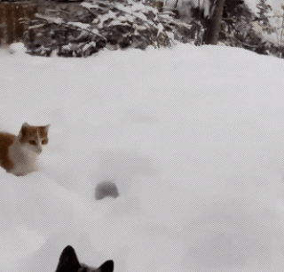 cat snow jump.gif